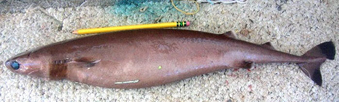 Isistius brasiliensis_041.jpg